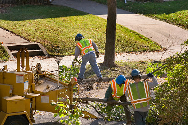 Best Arborist Consultation Services  in Pepper Pike, OH